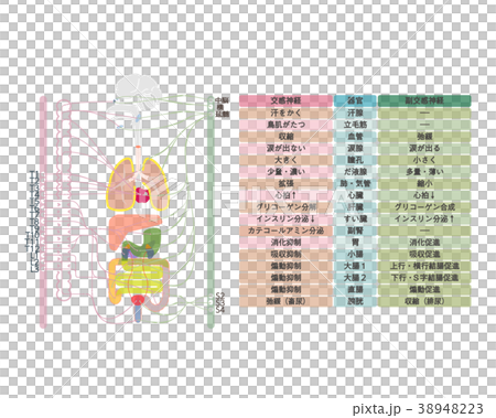 自律神経－２ 38948223