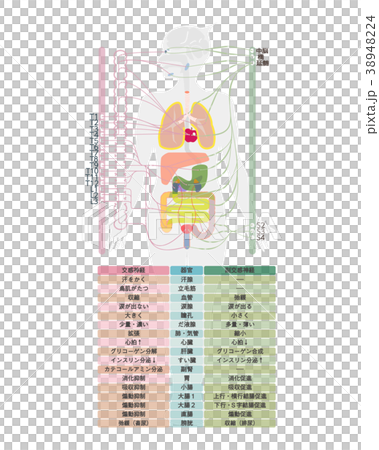 自律神経のイラスト素材 3424