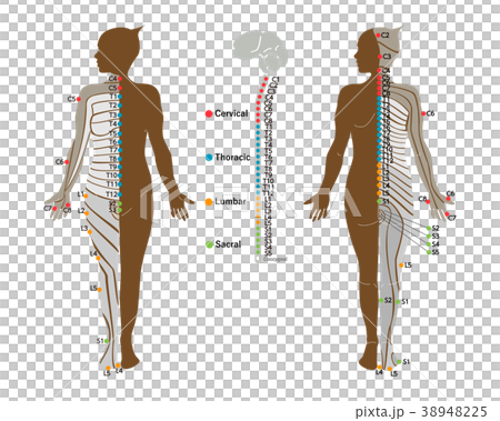 デルマトーム　前面／背面 38948225