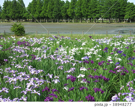 花菖蒲が咲く6月の水元公園の写真素材 3477