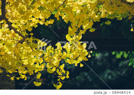 Ginkgo biloba leaves(Autumn leaves) Ginkgo biloba leaves(Autumn leaves) 38948414