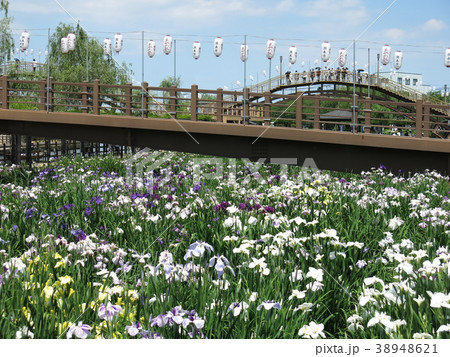 アヤメが咲く6月の水郷潮来あやめ園 38948621