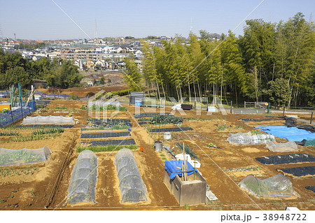 横浜市青葉区の市民農園 38948722