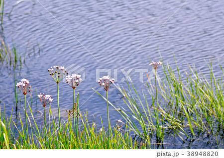 Butomus umbellatus on lake Butomus umbellatus on lake 38948820