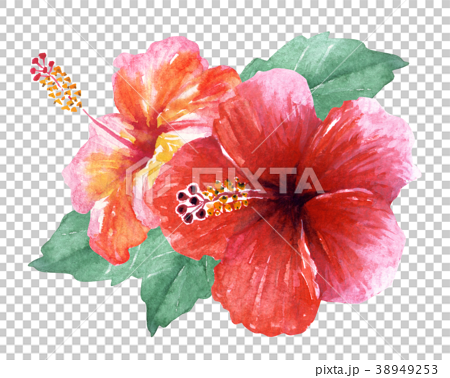 Hibiscus Watercolor Illustration Stock Illustration