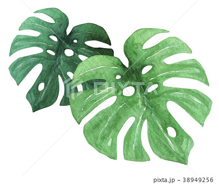 モンステラ 水彩 イラストのイラスト素材 モンステラ 水彩 イラストのイラスト素材