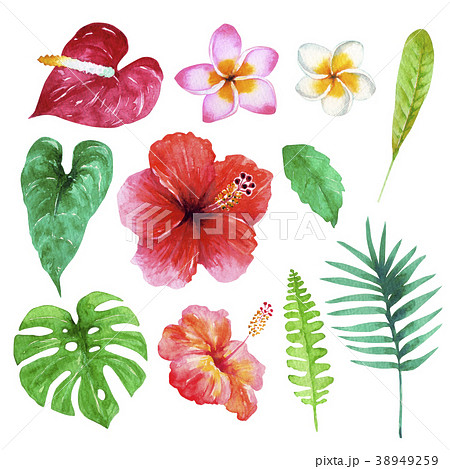 南国 植物 水彩 イラストのイラスト素材