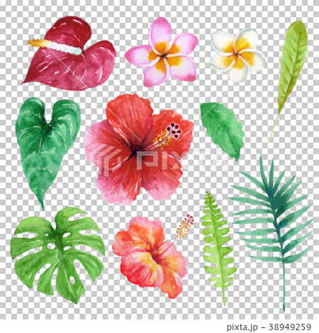 Southern country plant watercolor illustration Southern country plant watercolor illustration 38949259