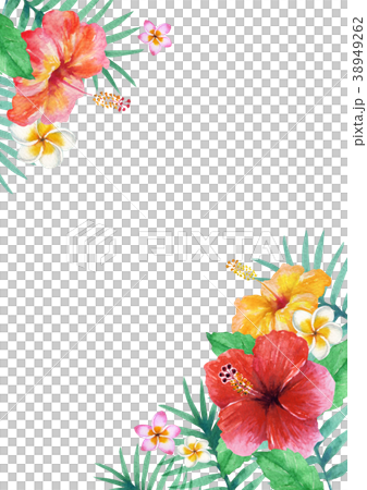 南国 植物 フレーム 水彩 イラストのイラスト素材