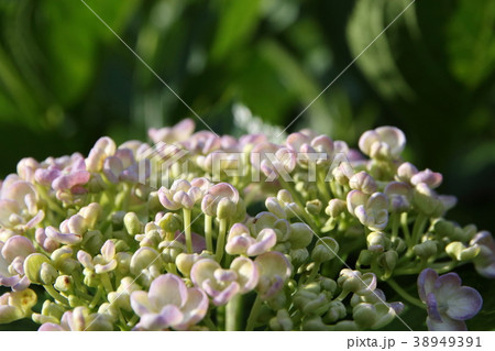 紫陽花の花 紫陽花の花 38949391