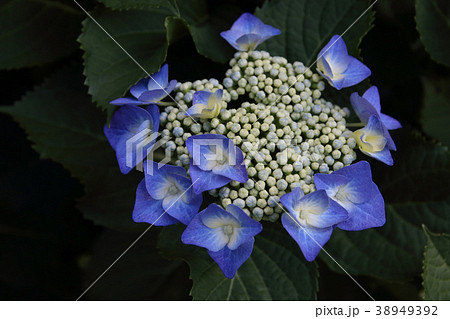 紫陽花の花 紫陽花の花 38949392