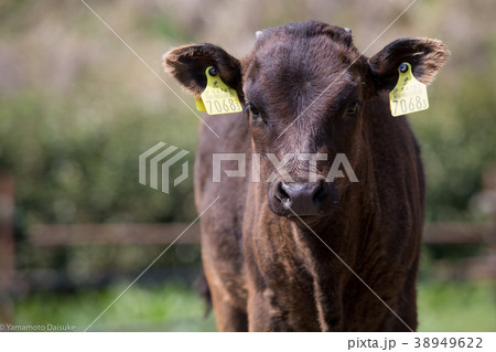 仔牛 仔牛 38949622