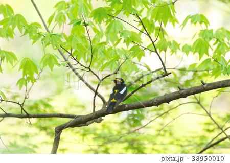 新緑とキビタキ 38950010