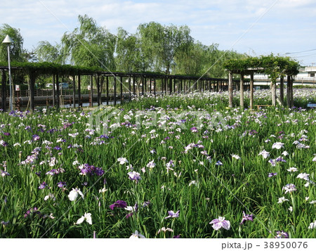 アヤメが咲く6月の水郷潮来あやめ園 アヤメが咲く6月の水郷潮来あやめ園 38950076