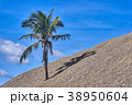 Live palm tree littered with building stones 38950604