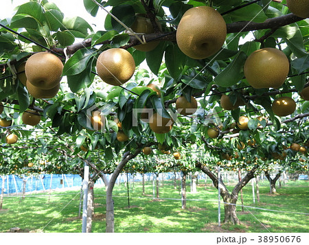 梨狩りが楽しめる観光農園 38950676