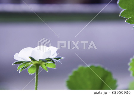 いちごの花 イチゴの花 イチゴ花 38950936