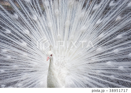 White peacock showing off his bright tail White peacock showing off his bright tail 38951717