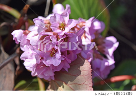 ヒマラヤユキノシタ(ヒマラヤ雪の下) ヒマラヤユキノシタ(ヒマラヤ雪の下) 38951889