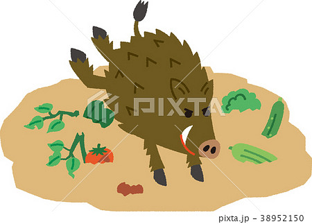 イラスト素材 イノシシ被害のイラスト素材