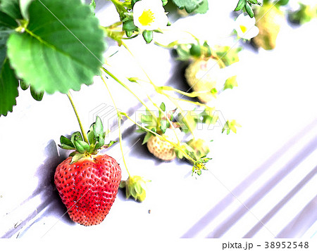 台湾 すがすがしさ 新鮮 38952548