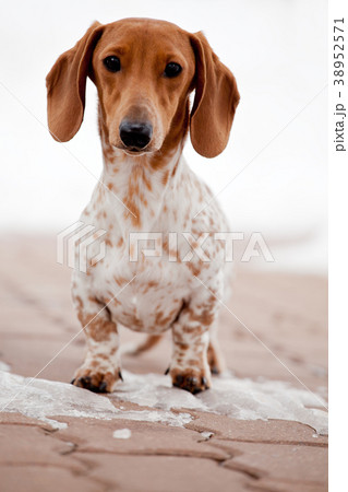Dachshund Dog tiger color  38952571