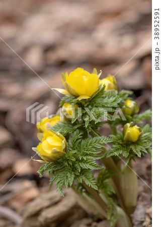 早春の山中で伸び始めたフクジュソウのつぼみ 38952591