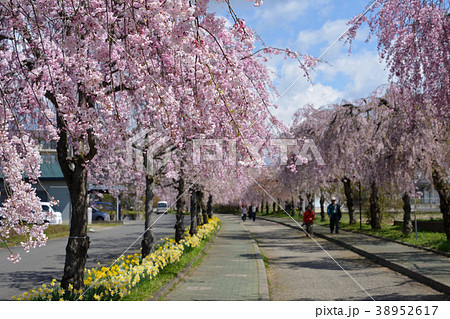 日中線跡のしだれ桜 日中線跡のしだれ桜 38952617