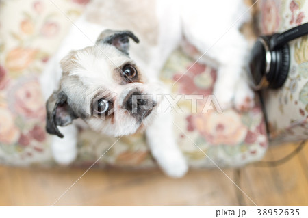 Cute Shih Tzu looking up   38952635