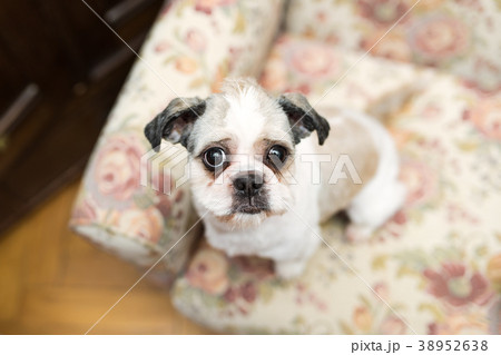Cute Shih Tzu looking up sitting on the chair Cute Shih Tzu looking up sitting on the chair 38952638