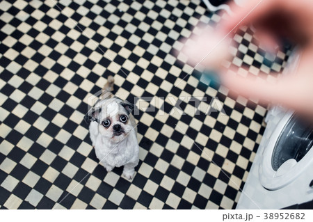 Shih tzu dog with big eyes looking at the food Shih tzu dog with big eyes looking at the food 38952682