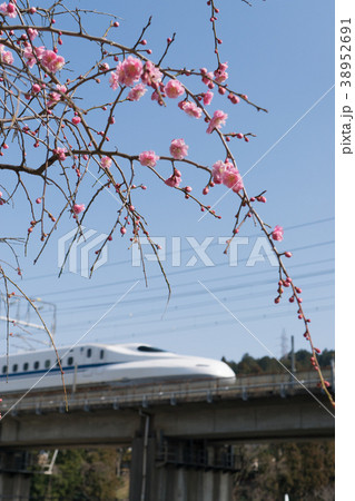 枝垂れ梅と東海道新幹線 38952691