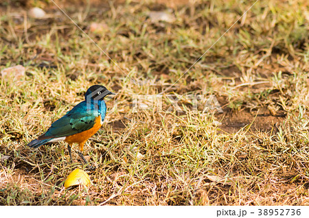 Superb Starling in the savannah grassland Superb Starling in the savannah grassland 38952736