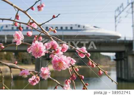 枝垂れ梅と東海道新幹線N700系 38952741