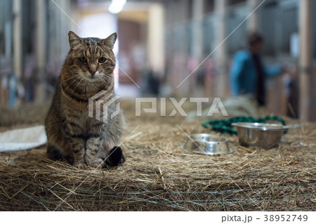 Big lazy domestic barn cat siting on bale in barn Big lazy domestic barn cat siting on bale in barn 38952749