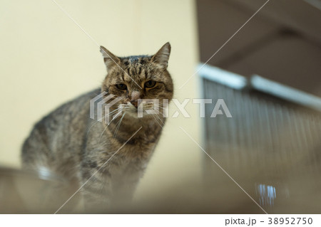 Big lazy domestic barn cat siting on bale in barn Big lazy domestic barn cat siting on bale in barn 38952750