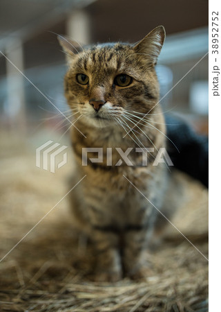 Big lazy domestic barn cat siting on bale in barn Big lazy domestic barn cat siting on bale in barn 38952752