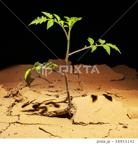 Seedling desert. Desert plants. Tomatoes in the Seedling desert. Desert plants. Tomatoes in the 38953142