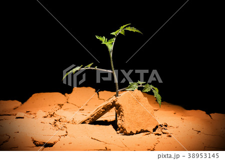 Seedling desert. Desert plants. Tomatoes in the 38953145