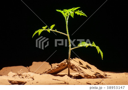 Seedling desert. Desert plants. Tomatoes in the Seedling desert. Desert plants. Tomatoes in the 38953147