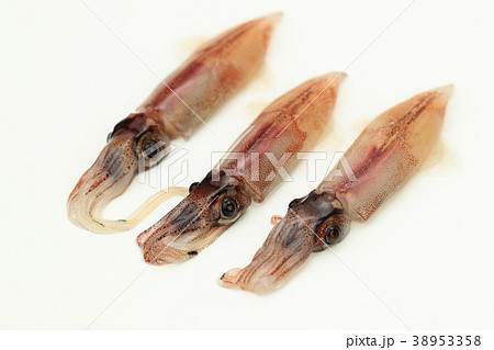 生ホタルイカ 38953358