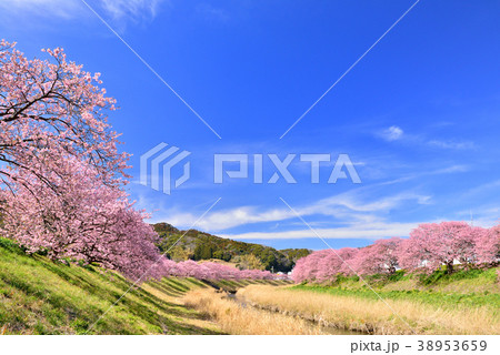 南伊豆の河津桜 南伊豆の河津桜 38953659