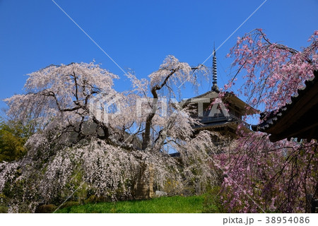 浄専寺のしだれ桜 38954086