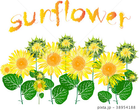 blossoming sunflowers and inscription blossoming sunflowers and inscription 38954188