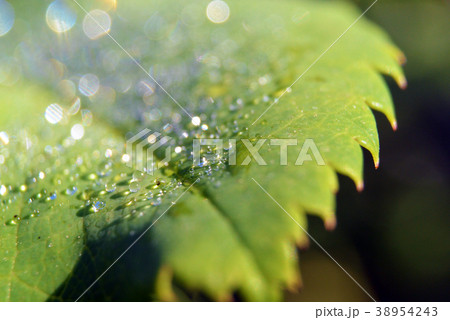 Close up green leaf background with morning dew 38954243