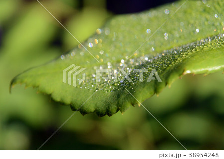 Close up green leaf background with morning dew Close up green leaf background with morning dew 38954248