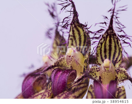 原種洋ランBulbophyllum SantaClaus"4H club"の花 38954615