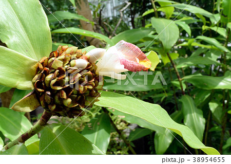 熱帯植物 コスツス ルカヌシアヌス 白い花アップの写真素材