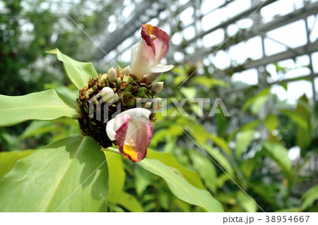 熱帯植物 コスツス ルカヌシアヌス花序と白い花の写真素材