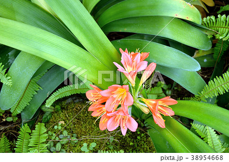 熱帯植物 ウケザキクンシラン オレンジの花 熱帯植物 ウケザキクンシラン オレンジの花 38954668